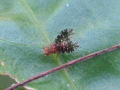 Homoneura trypetoptera