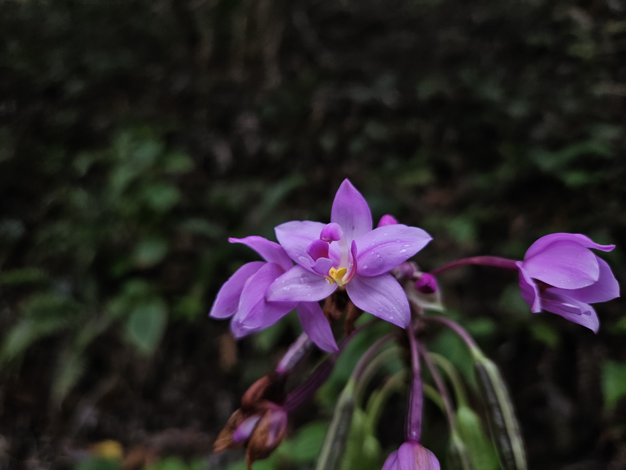 Imagem de Orquídea grapete