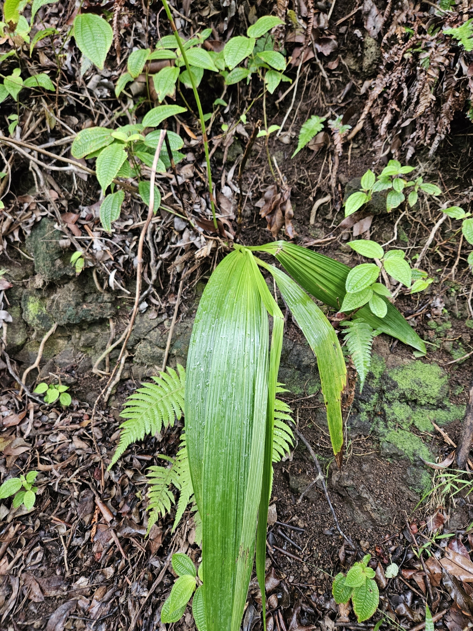 Imagem de Orquídea grapete