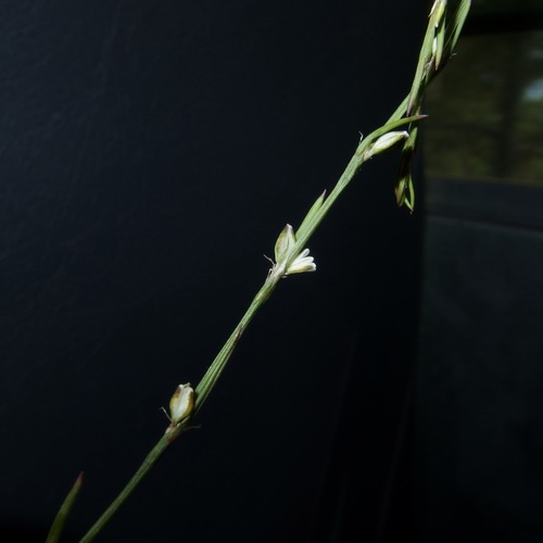 Image of Sawatch Knotweed (Polygonum sawatchense) by (c) Sue Carnahan, some rights reserved (CC BY)