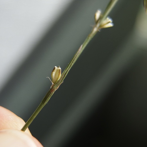 Image of Sawatch Knotweed (Polygonum sawatchense) by (c) Sue Carnahan, some rights reserved (CC BY)