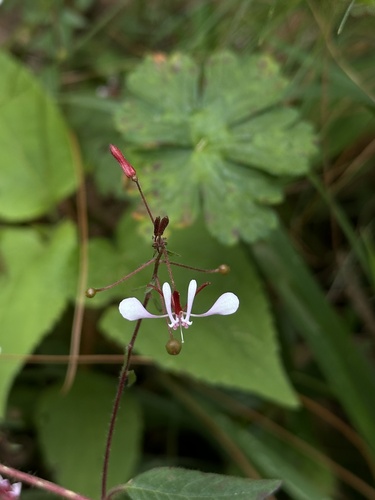 Foto de Flor-de-beijo