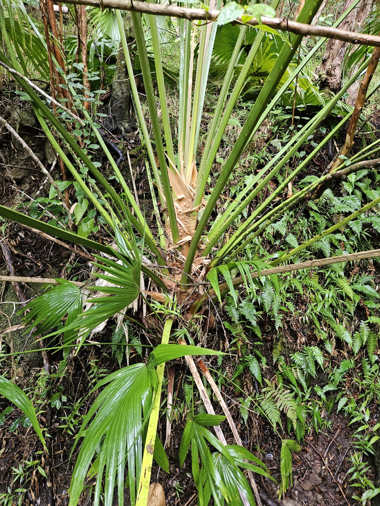 Imagem de Palmeira Leque da China