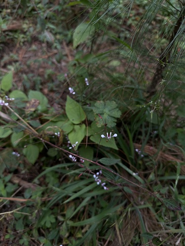 Foto de Flor-de-beijo