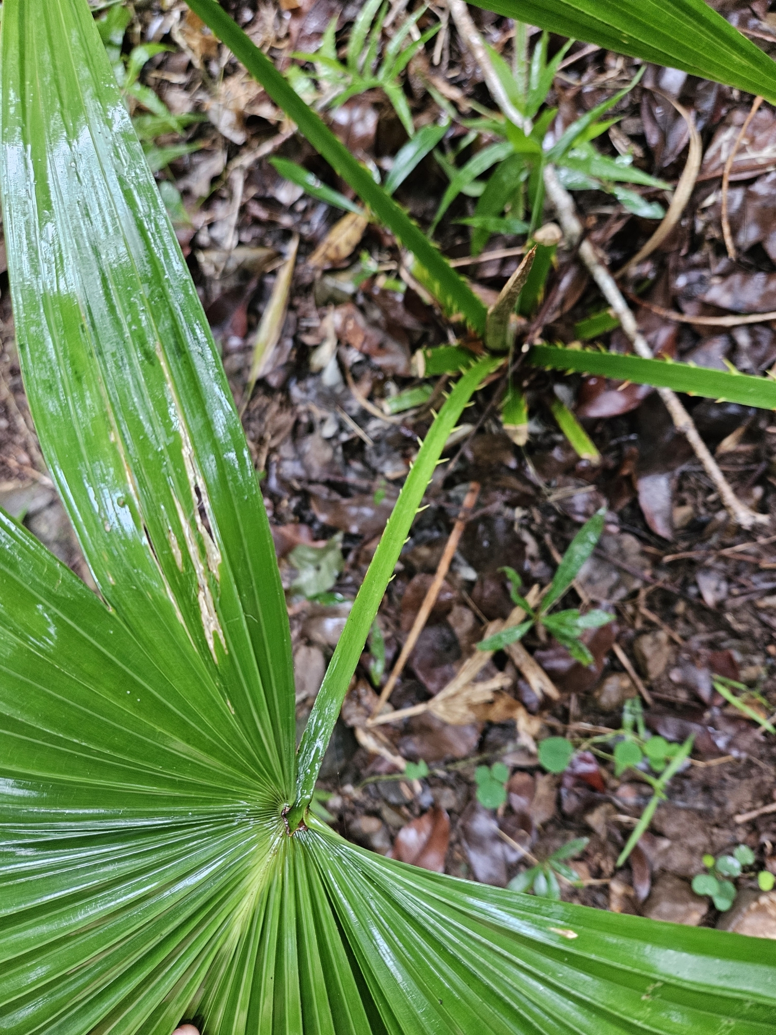 Imagem de Palmeira Leque da China
