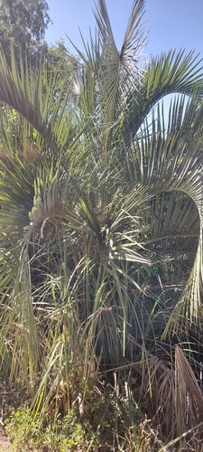 Butiá-da-praia