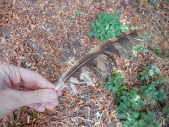 Strix aluco sylvatica