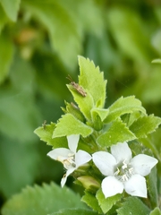 © dolordebarriga, some rights reserved (CC-BY-NC)