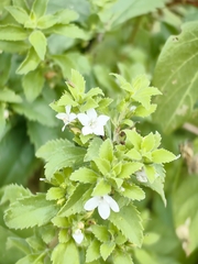 © dolordebarriga, some rights reserved (CC-BY-NC)