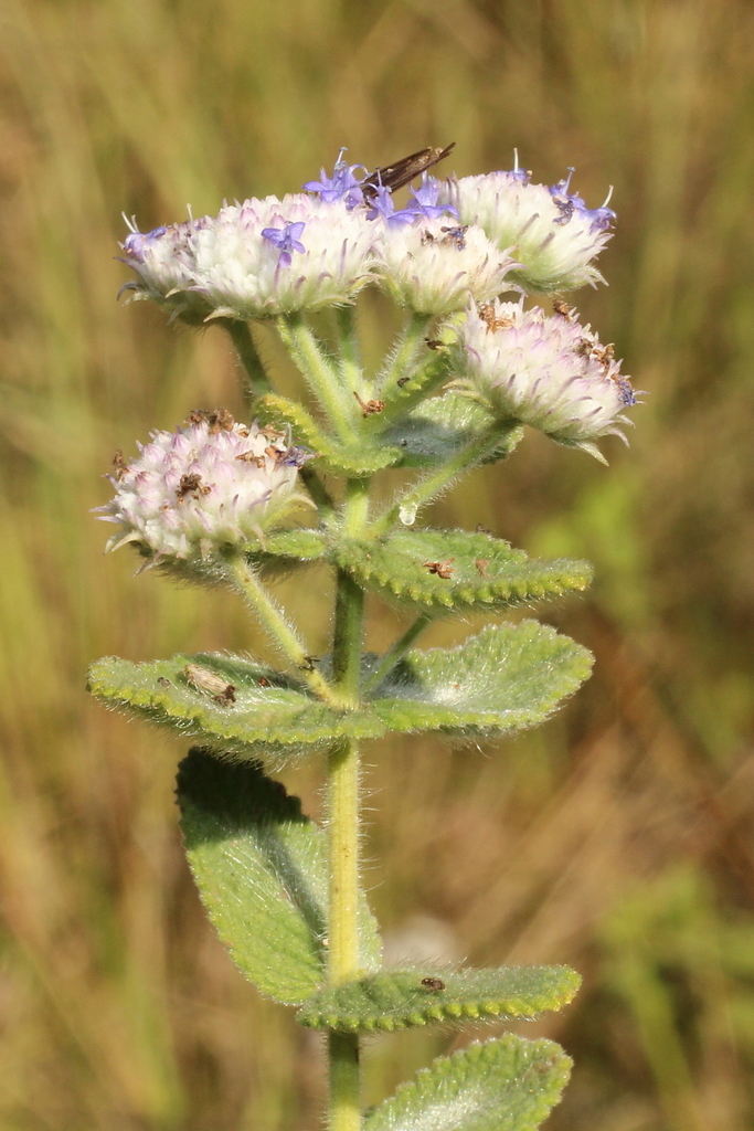 Hyptis crenata
