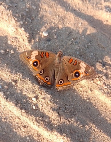 Pacific Mangrove Buckeye (Junonia pacoma)