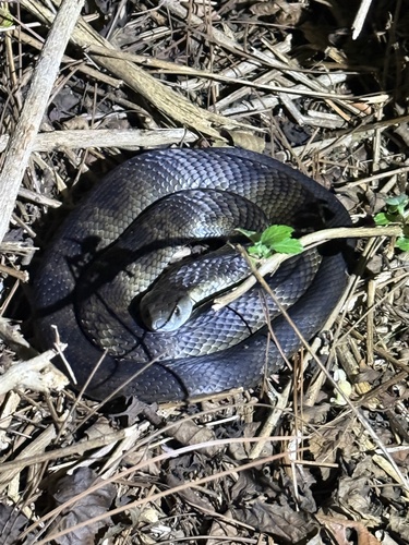 Eastern Tiger Snake sighting