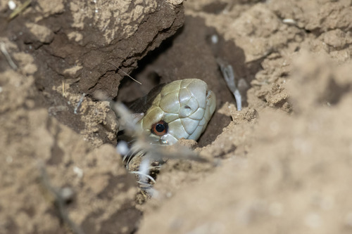 Mulga Snake sighting