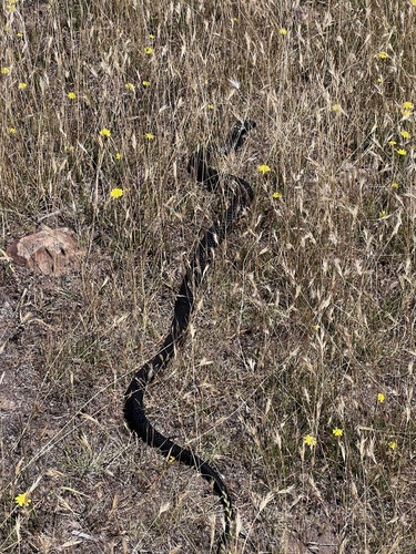 Tiger Snake sighting