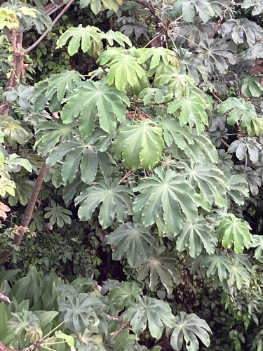 Foto de Embaúba