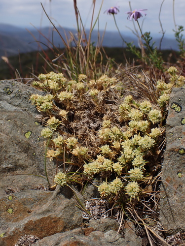 Scleranthus diander observed 2025-01-05