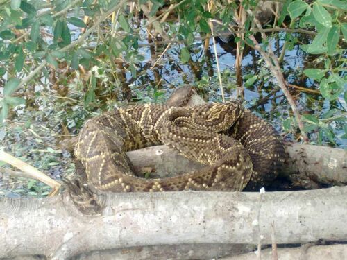 Venezuelan rattlesnake (Crotalus durissus cumanensis) - Snakes and Lizards
