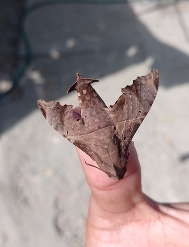 Mournful Sphinx (Enyo lugubris)