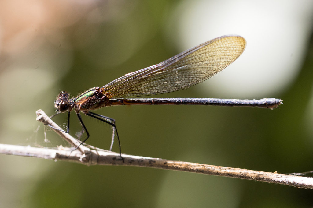 Hetaerina longipes