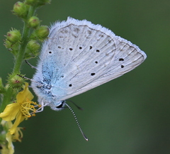 Polyommatus daphnis