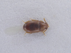 Pentaphyllus testaceus
