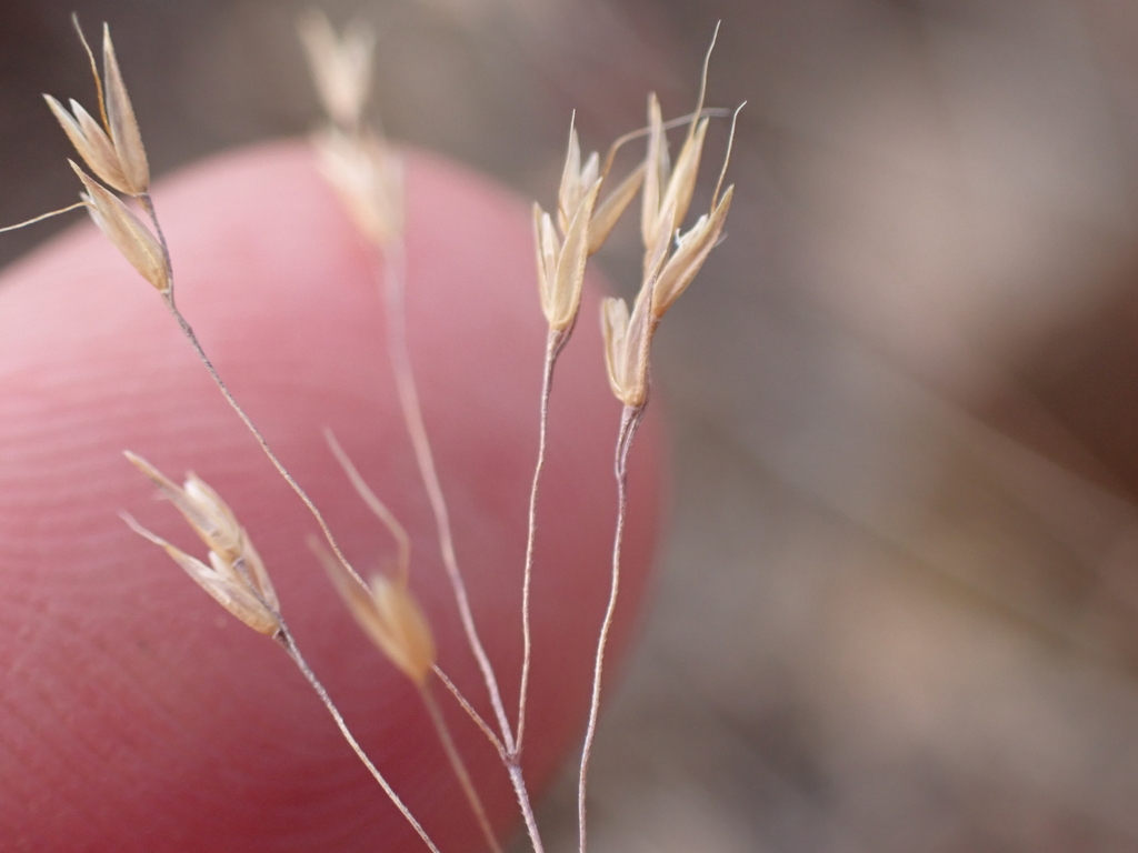 Agrostis venusta