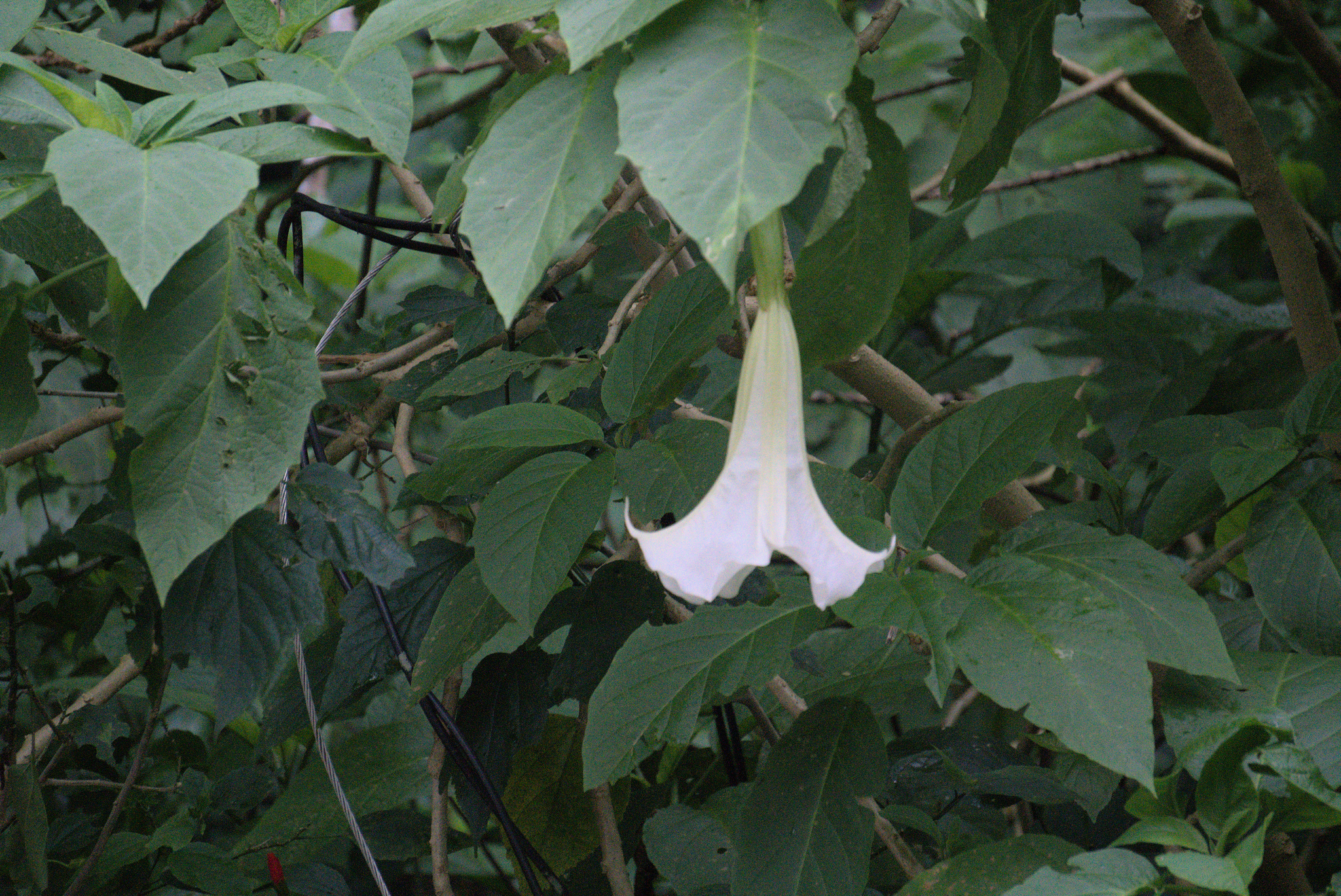 Foto de Brugmansia arborea (L.) Steud.