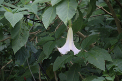 Brugmansia arborea