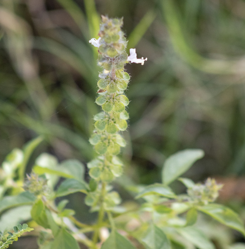 Ocimum basilicum