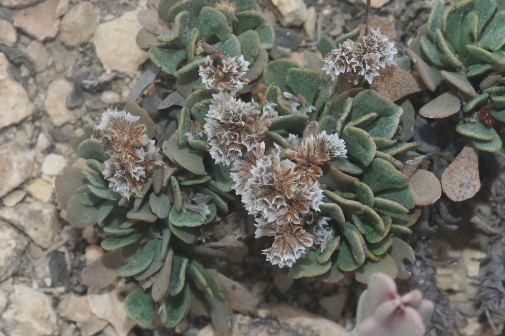 Limonium stocksii