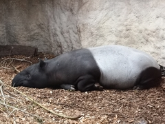 Tapirus indicus