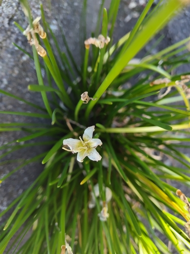 Foto de Lírio-do-brejo