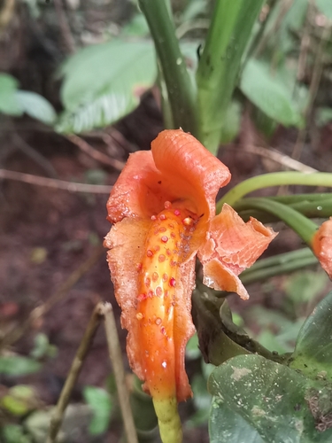 Dieffenbachia aurantiaca (Dieffenbachia aurantiaca)