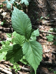 Viburnum rafinesqueanum