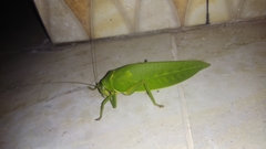 Pseudophyllus neriifolius