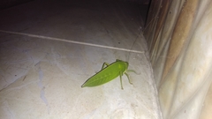 Pseudophyllus neriifolius