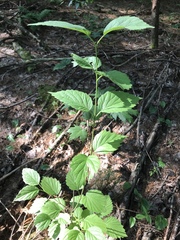 Viburnum rafinesqueanum