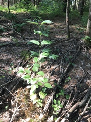 Viburnum rafinesqueanum