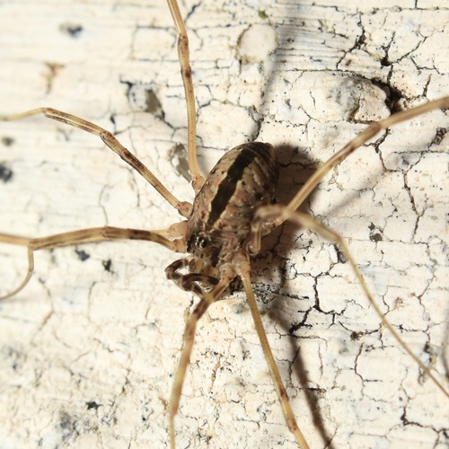 Dicranopalpus pulchellus