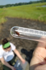 Polydontomyia curvipes