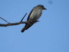 Muscicapa griseisticta