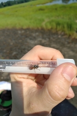 Polydontomyia curvipes