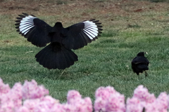 Corcorax melanorhamphos