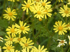 Senecio squalidus rupestris