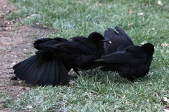 Corcorax melanorhamphos