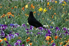 Corcorax melanorhamphos