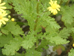 Senecio squalidus rupestris
