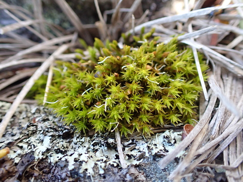 Image of Lewinskya rupestris by (c) Nina Kerr, some rights reserved (CC BY)
