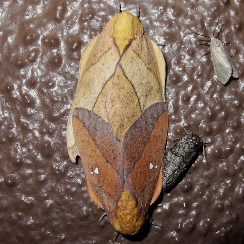 Syssphinx montana photo 5