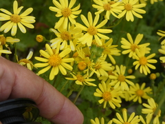 Senecio squalidus rupestris